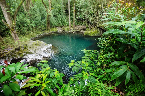 Fresh Pool Green Tropical Jungle Hawaii Island — Stock Photo, Image