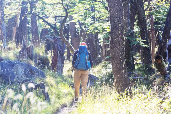Homem Caminhando Baía Trilha Floresta — Fotografia de Stock