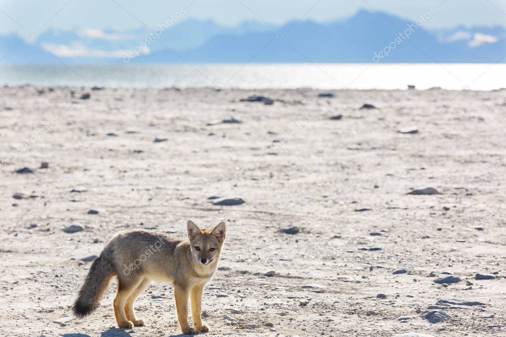 South American gray fox (Lycalopex griseus), Patagonian fox, in Patagonia mountains