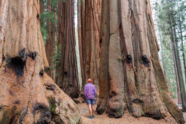 Yaz mevsiminde Sequoias Ormanı