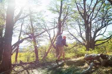 Ormanda yürüyüş yapan adam.