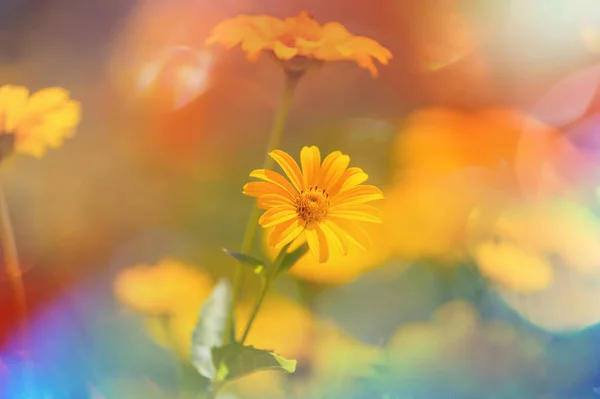 Güzel Çiçeklerin Yakın Çekimi Çiçek Arkaplanı Için Uygun — Stok fotoğraf