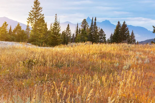 Bergwiese Sonnigem Tag Natürliche Sommerlandschaft Berge Alaska — Stockfoto