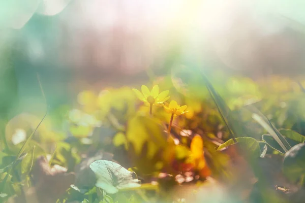 Sonnentag Auf Der Blumenwiese Schöner Natürlicher Hintergrund — Stockfoto