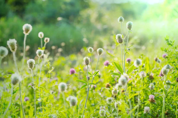 Dia Ensolarado Prado Das Flores Fundo Natural Bonito — Fotografia de Stock