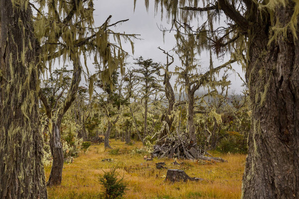 Lichen-covered Antarctic beech (Nothofagus sp.) forests near Ushuaia, Argentina