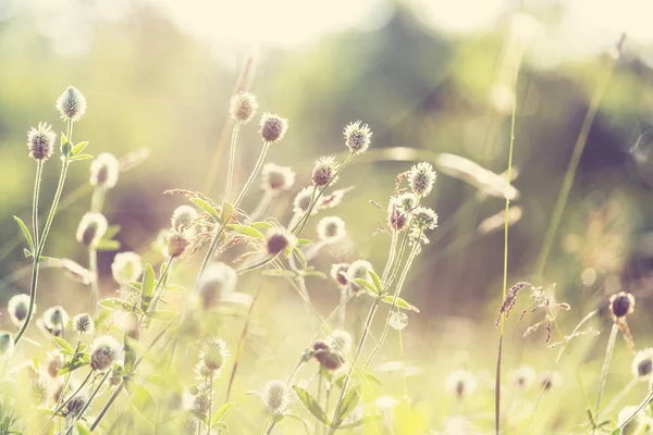 Сонячний День Квітковому Лузі Красивий Природний Фон — стокове фото