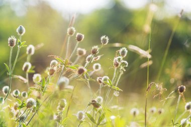 Çiçek çayırında güneşli bir gün. Güzel doğal arkaplan.