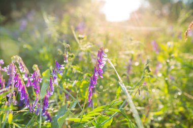 Çiçek çayırında güneşli bir gün. Güzel doğal arkaplan.