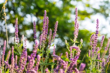 Çiçek çayırında güneşli bir gün. Güzel doğal arkaplan.