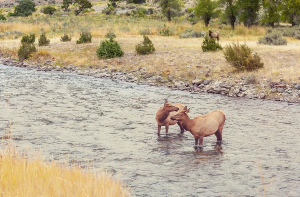 Dois Alces Estão Água Rio Fervente Parque Nacional Yellowstone — Fotografia de Stock