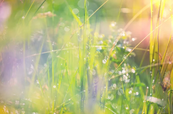 花の牧草地で晴れた日 美しい自然背景 — ストック写真