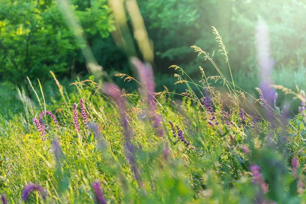 Słoneczny Dzień Łące Kwiatów Piękne Naturalne Tło — Zdjęcie stockowe