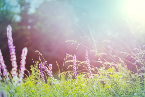Słoneczny Dzień Łące Kwiatów Piękne Naturalne Tło — Zdjęcie stockowe