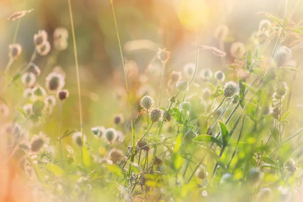 Solig Dag Blomsterängen Vacker Naturlig Bakgrund — Stockfoto