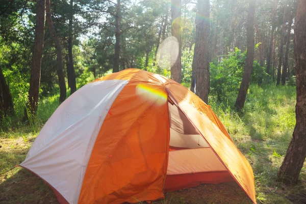 Modern tourist tent hanging between trees in green forest