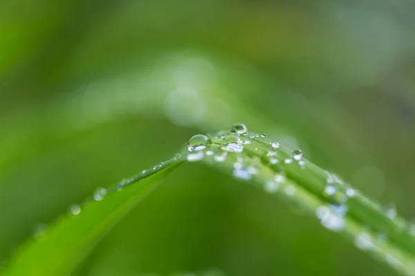 Goutte Rosée Sur Feuille Verte Avec Lumière Soleil — Photo