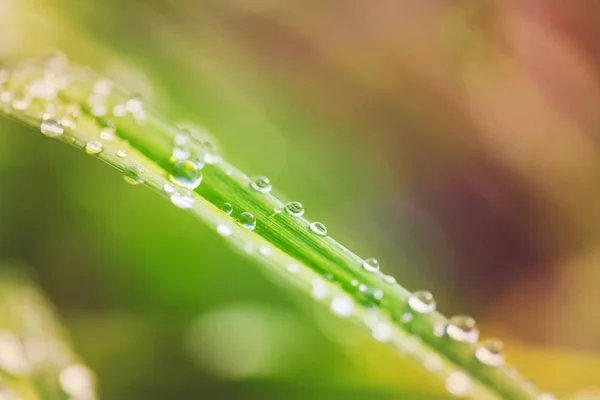 Goutte Rosée Sur Feuille Verte Avec Lumière Soleil — Photo