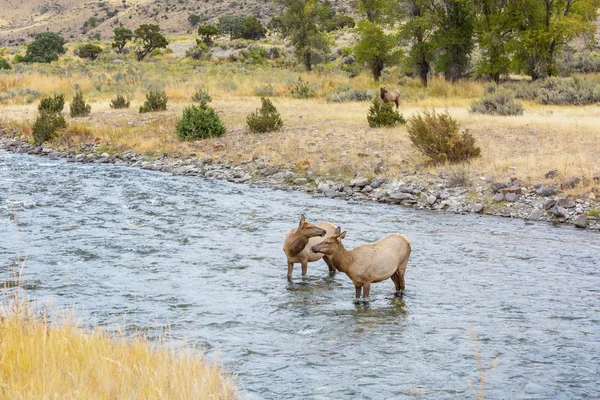 Dos Alces Agua Río Hirviendo Parque Nacional Yellowstone —  Fotos de Stock