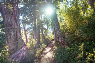 Yağmur ormanındaki dev ağaç. Pumalin Park, Carretera Austral, Şili 'deki güzel manzaralar..
