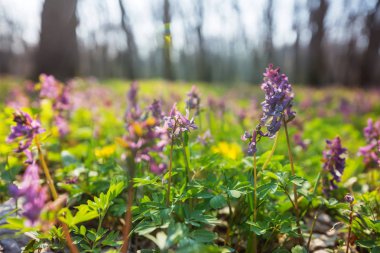 Güzel bahçe bahar çiçekleri. Doğal arka plan.