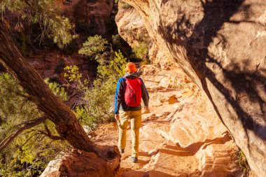 Zion Ulusal Parkı 'nda yürüyüş. Utah, Zion Ulusal Parkı 'nda bir adam yolda yürüyor. Geriye dönük bir yüz görünmüyor..