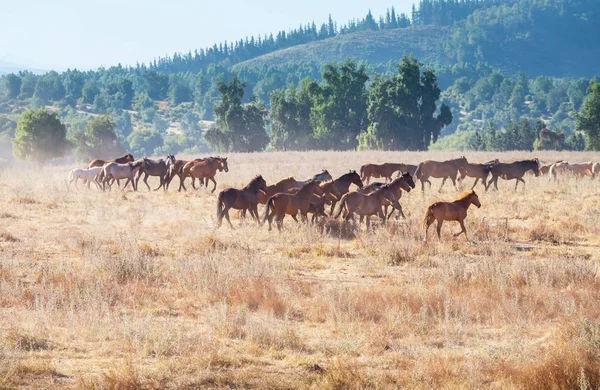 南米の牧草地に馬の群れが走る — ストック写真