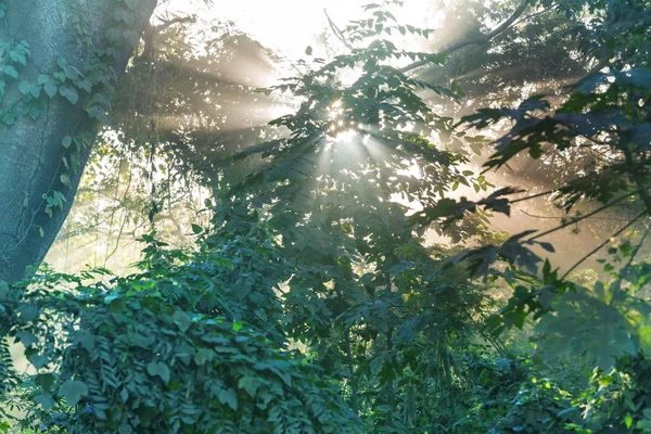 Rayons Ensoleillés Dans Forêt Coucher Soleil — Photo