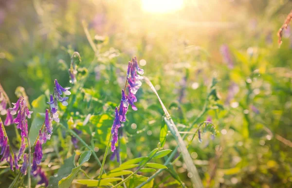 Solig Dag Blomsterängen Vacker Naturlig Bakgrund — Stockfoto