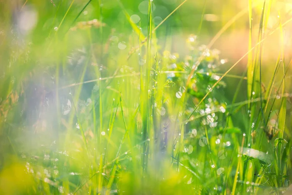 Giornata Sole Sul Prato Fiori Bellissimo Sfondo Naturale — Foto Stock