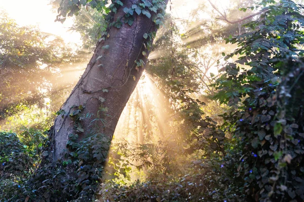 Travi Soleggiate Nella Foresta Tramonto — Foto Stock