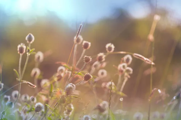 Sunny Day Flowers Meadow Beautiful Natural Background — Stock Photo, Image