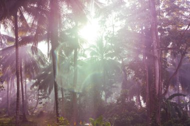 Güzel yeşil tropikal orman