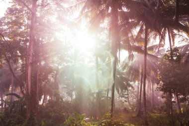 Güzel yeşil tropikal orman