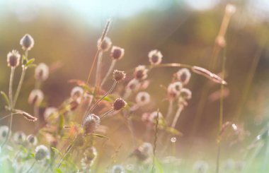 Çiçek çayırında güneşli bir gün. Güzel doğal arkaplan.