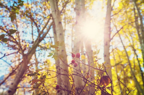 Colorida Escena Bosque Soleado Temporada Otoño Con Árboles Amarillos Día — Foto de Stock