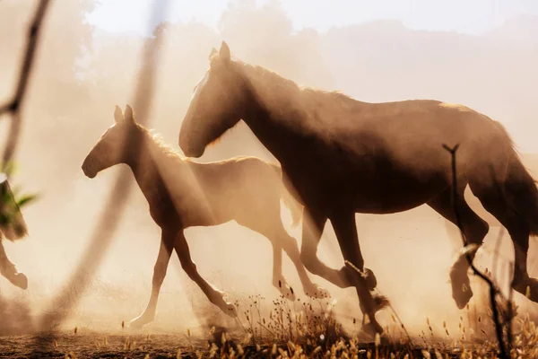 Troupeau Chevaux Pâturage Chili Amérique Sud — Photo