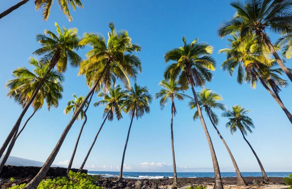 Gröna Handflator Tropisk Strand — Stockfoto