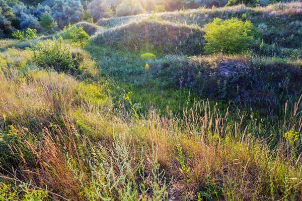 stock image summer meadow in mountains nature scenic view 