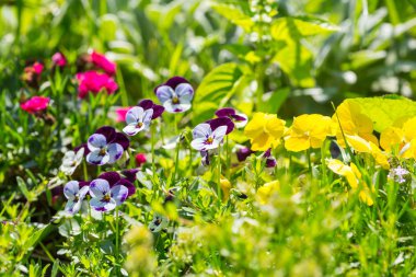 Güzel çiçeklerin yakın çekimi. Çiçek arkaplanı için uygun.