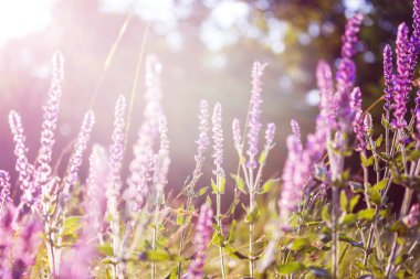 Çiçek çayırında güneşli bir gün. Güzel doğal arkaplan.