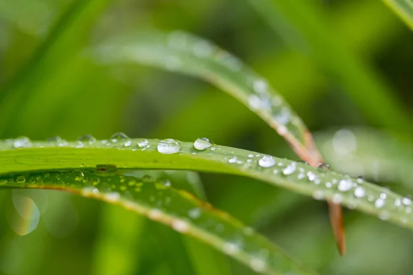 Gota Rocío Sobre Hoja Verde Con Luz Solar —  Fotos de Stock