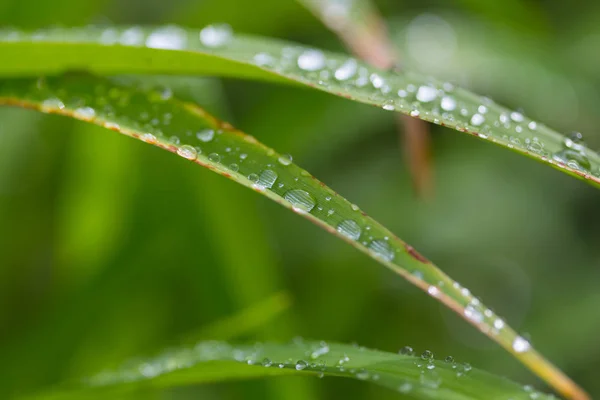 Goutte Rosée Sur Feuille Verte Avec Lumière Soleil — Photo