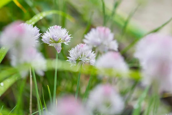 Fantastisk Färgglad Blomma Sommarträdgården — Stockfoto