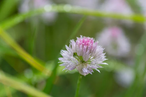 Fantastisk Färgglad Blomma Sommarträdgården — Stockfoto