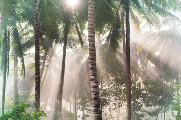 Beautiful Green Tropical Jungle — Stock Photo, Image