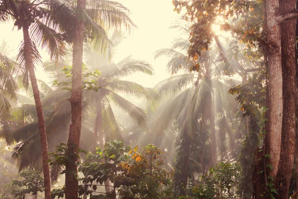 Bella Giungla Tropicale Verde — Foto Stock