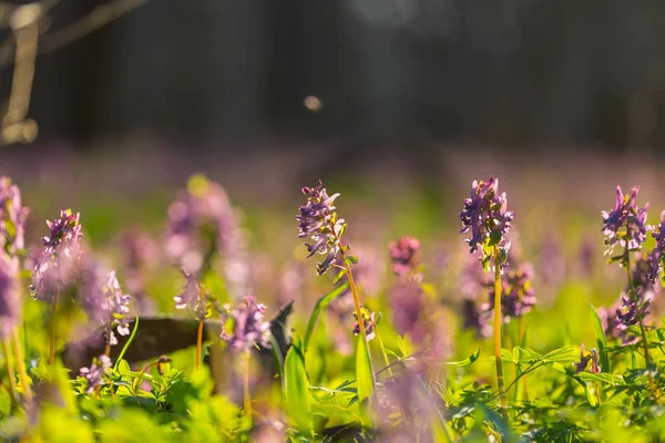 Prachtige Tuin Lente Bloemen Natuurlijke Achtergrond — Stockfoto