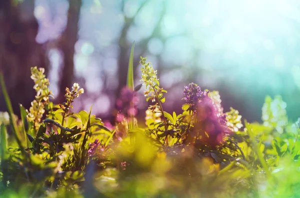 Překrásné Zahradní Jarní Květiny Přirozené Pozadí — Stock fotografie