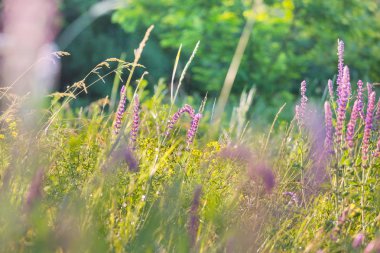 dağlarda yaz çayır